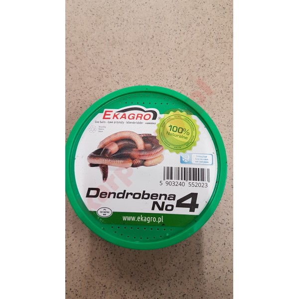 Dendrobena rozmiar 4
