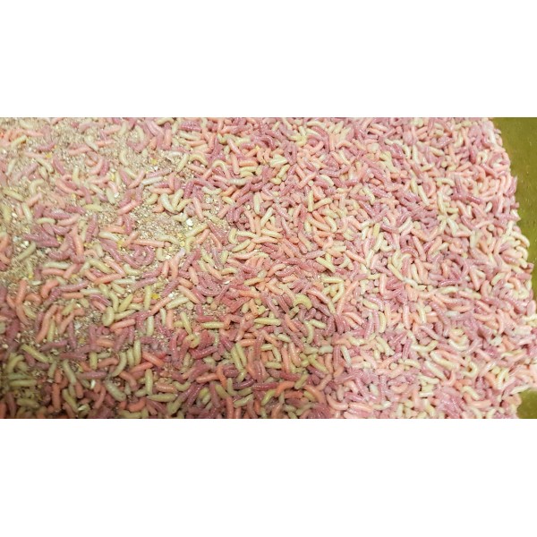 Robak pinka 1kg